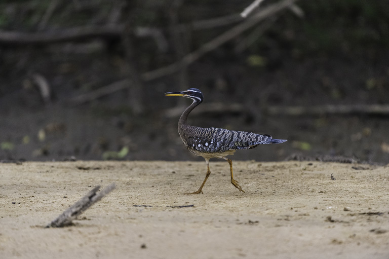 Image of Sunbittern