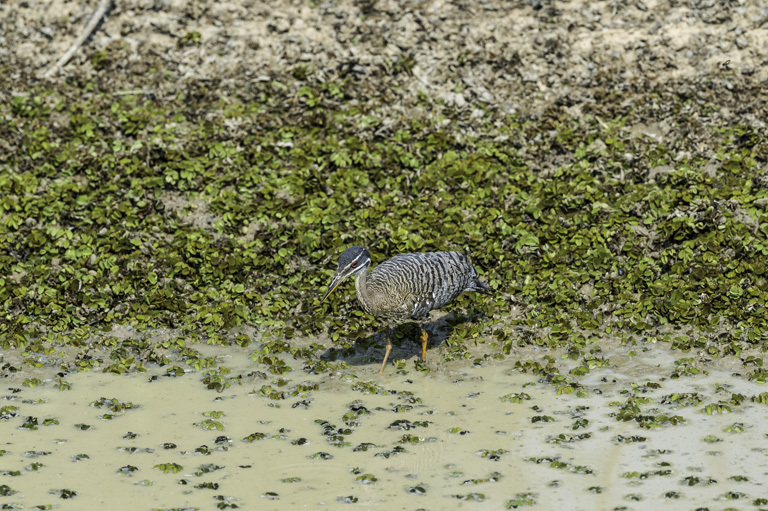 Image of Sunbittern