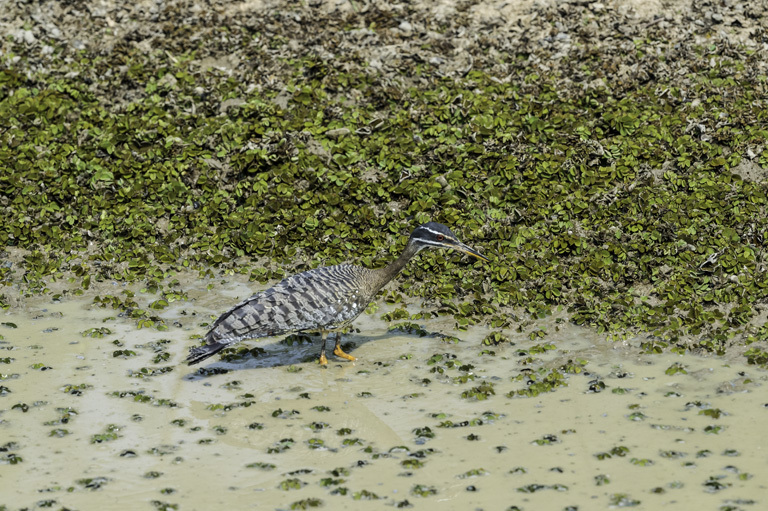 Image of Sunbittern