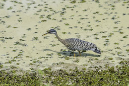 Image of Sunbittern