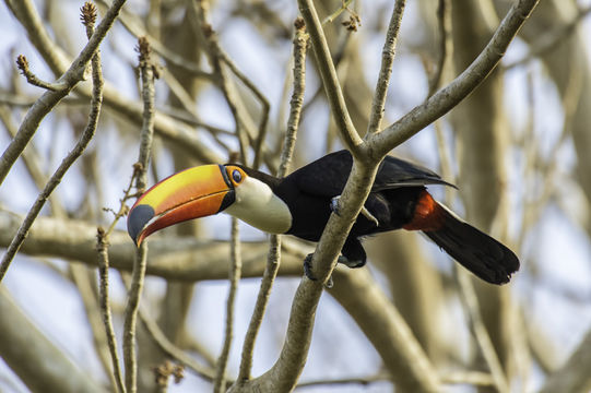 Слика од Ramphastos toco Müller & Pls 1776