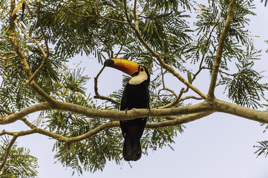 Image of Toco Toucan