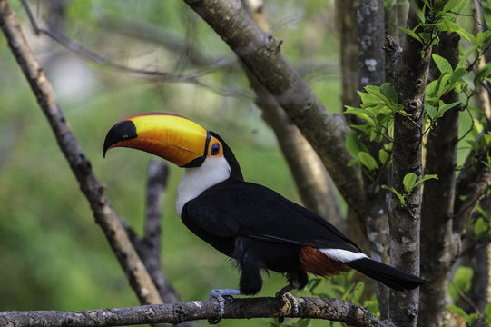 Image of Toco Toucan