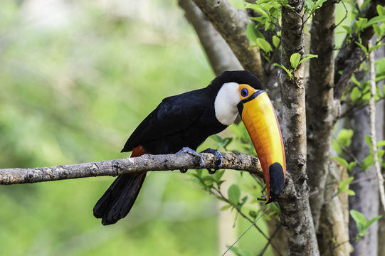 Слика од Ramphastos toco Müller & Pls 1776