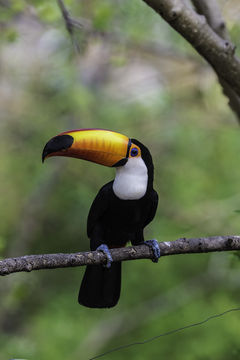 Слика од Ramphastos toco Müller & Pls 1776