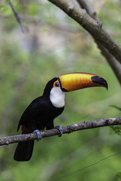 Image of Toco Toucan