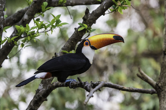 Image of Toco Toucan