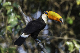 Image of Toco Toucan