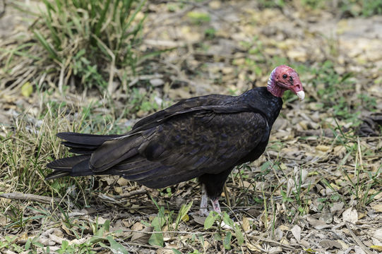 Image of Turkey Vulture