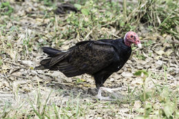 Image of Turkey Vulture