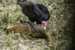 Image of Turkey Vulture