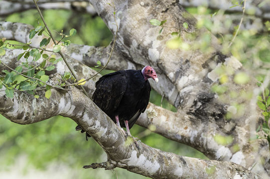 Image of Turkey Vulture