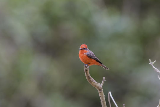 Image of Scarlet Flycatcher