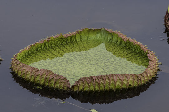 Image de Victoria amazonica (Poepp.) Sowerby