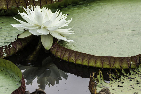 Image of Amazon water-lily