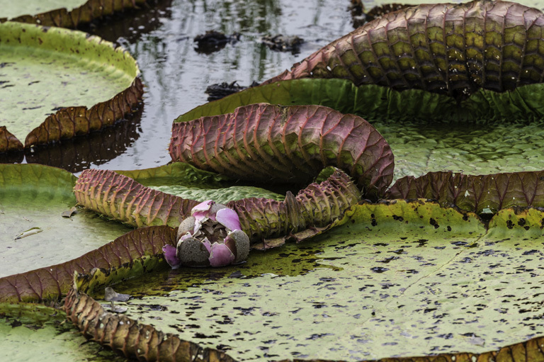 Image of Amazon water-lily