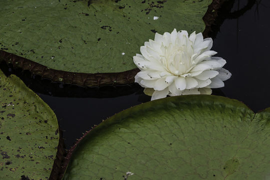 Image of Amazon water-lily