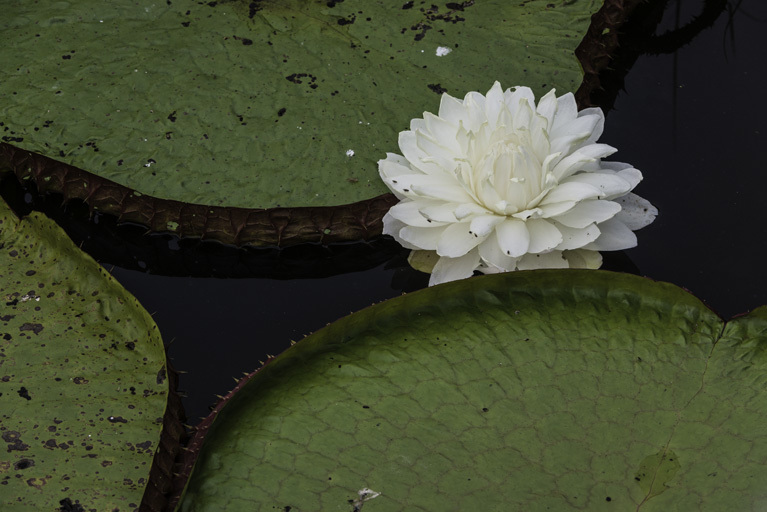 Imagem de Victoria amazonica (Poepp.) Sowerby