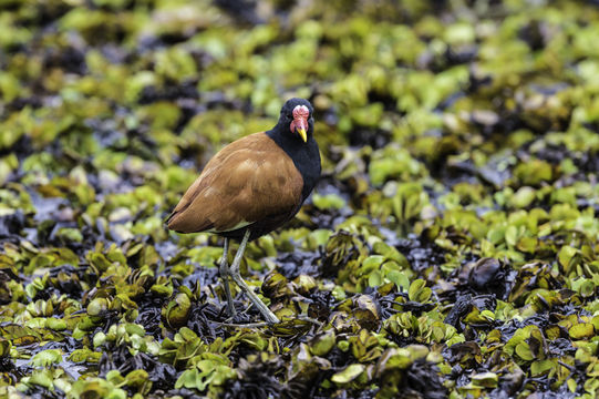 Image of Wattled Jacana