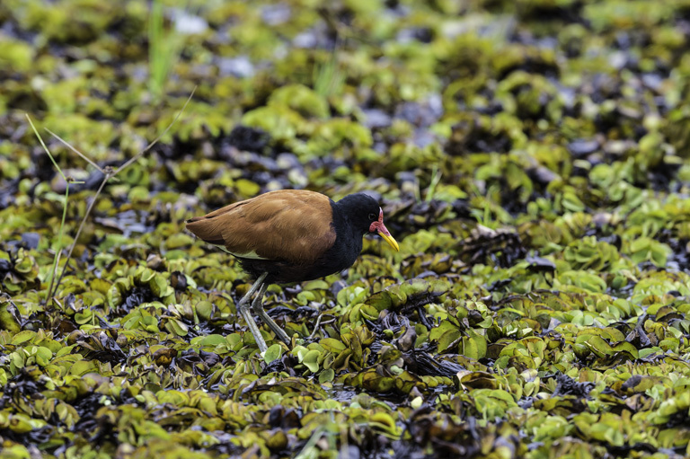 Image of Wattled Jacana