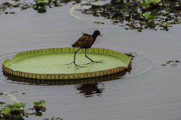 Image of Wattled Jacana