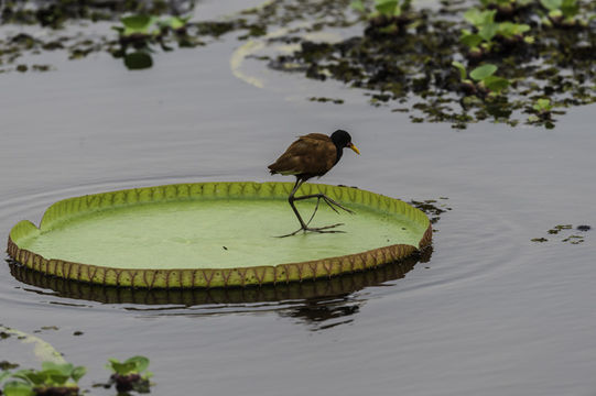 Image of Wattled Jacana