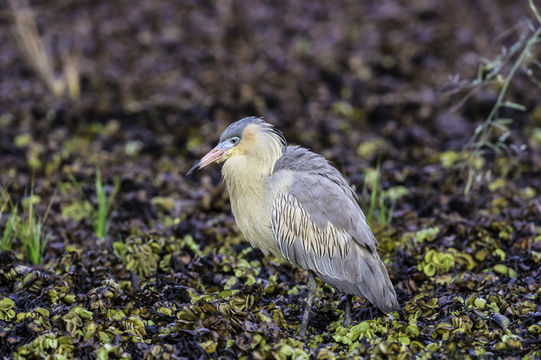 Image of Whistling Heron