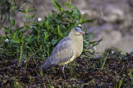 Image of Whistling Heron