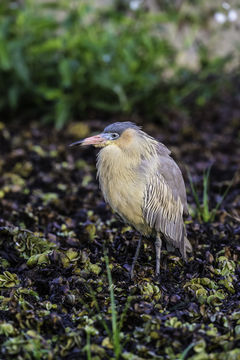 Image of Whistling Heron