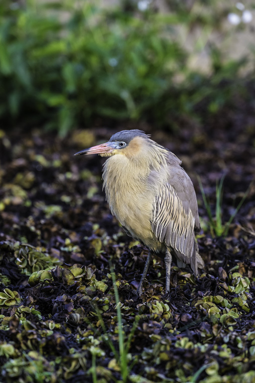 Image of Whistling Heron