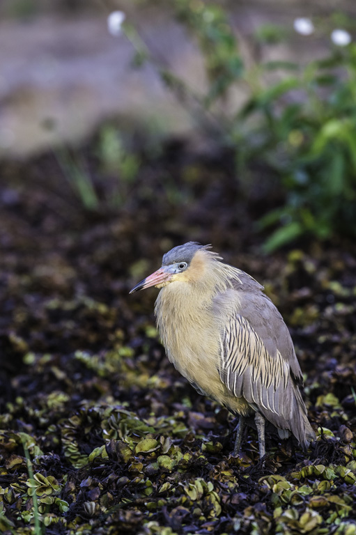 Image of Whistling Heron