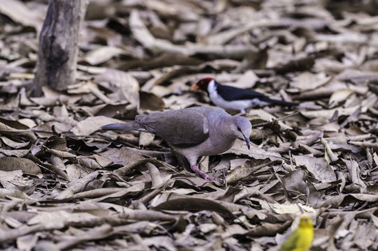 Image of White-tipped Dove