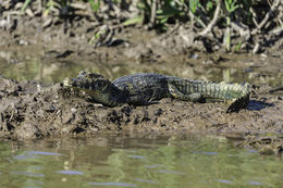 Image of Yacare caiman