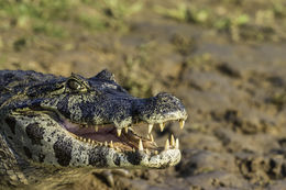 Image of Yacare caiman