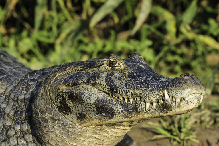 Image of Yacare caiman