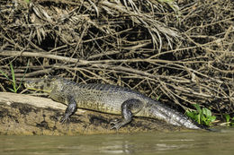 Image of Yacare caiman