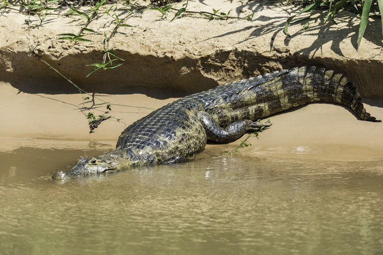 Image of Yacare caiman