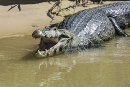 Image of Yacare caiman