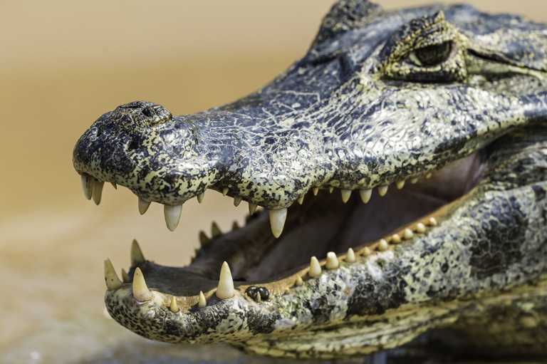 Image of Yacare caiman