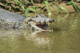 Image of Yacare caiman