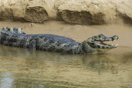 Image of Yacare caiman