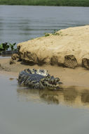 Image of Yacare caiman