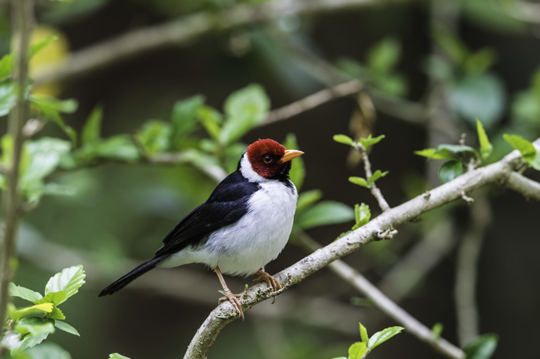 Image of Yellow-billed Cardinal