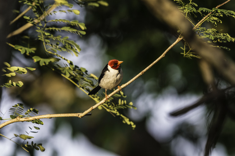 Image of Yellow-billed Cardinal