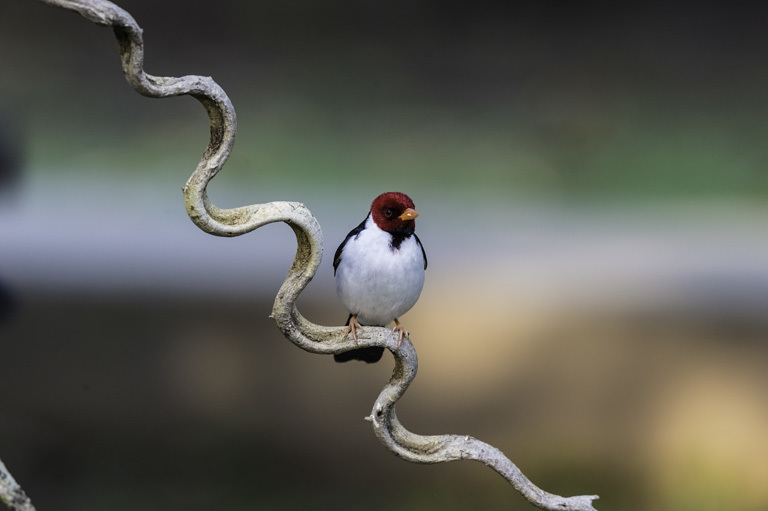 Image of Yellow-billed Cardinal