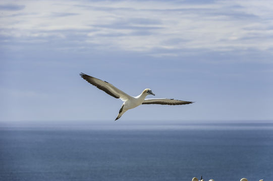 Image de Fou austral