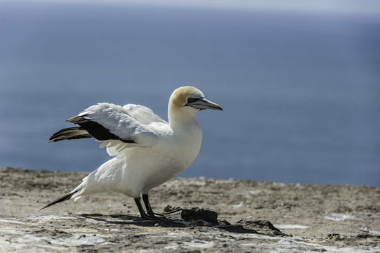 Image of Australasian Gannet