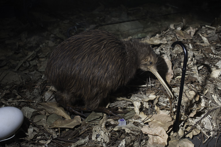 Image of Brown kiwi