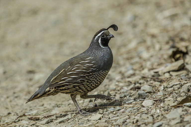 Image of California Quail