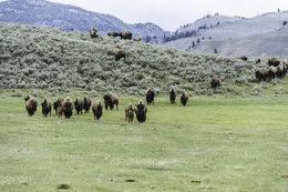 Image of American Bison